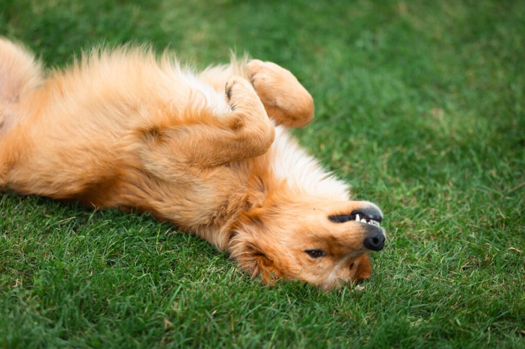 Dog lying down on command