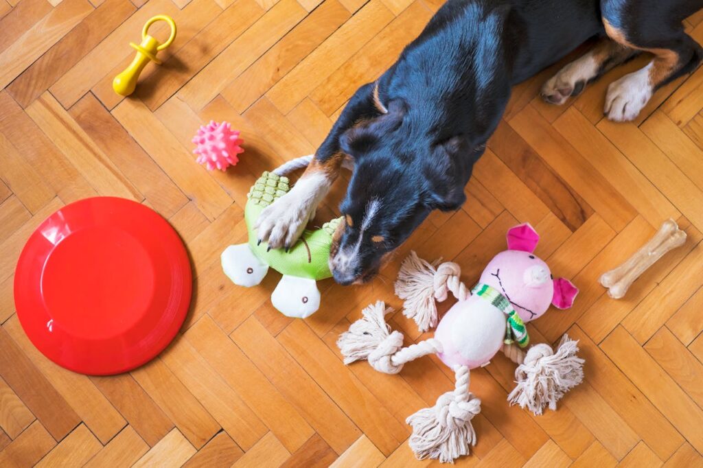 Dog with multiple toys to choose from