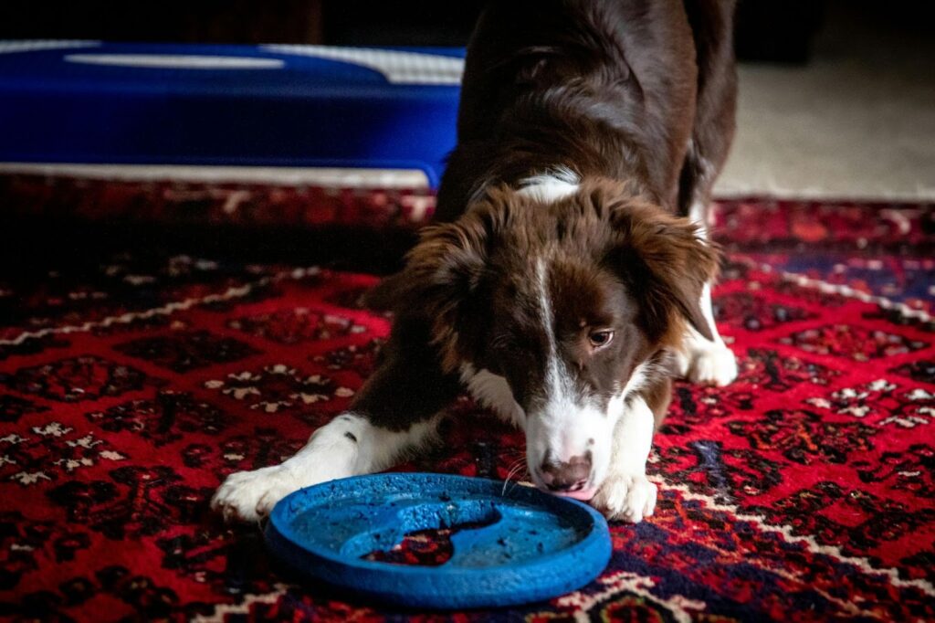 A dog sniffing the plate