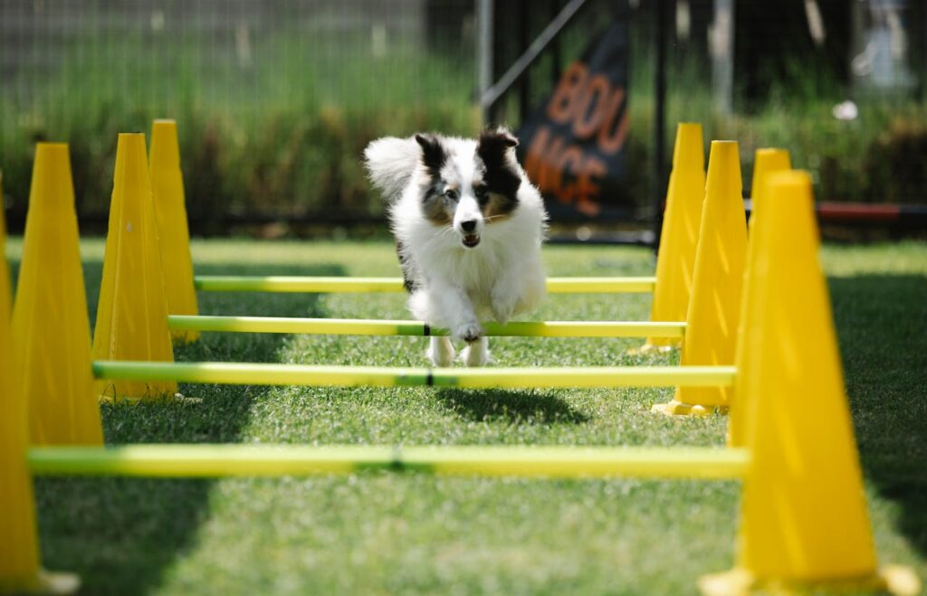 Dog jumping over obstacles