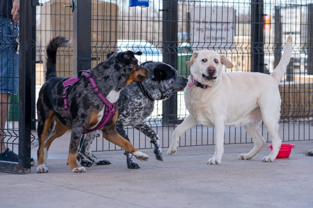 3 Dogs socializing with each other
