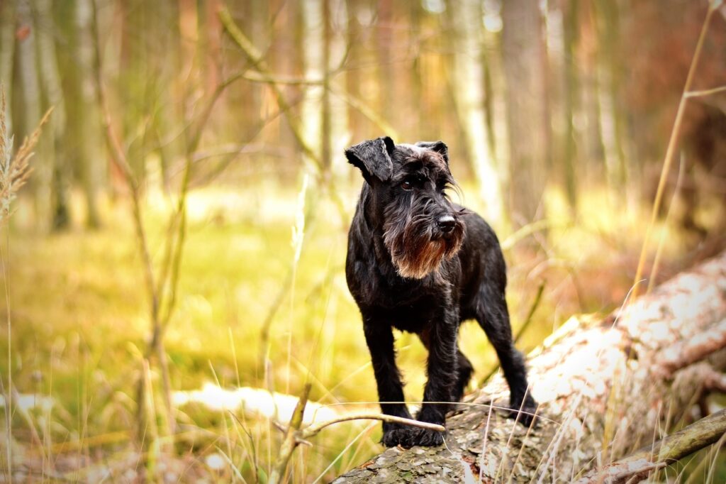Miniature Schnauzer in the woods