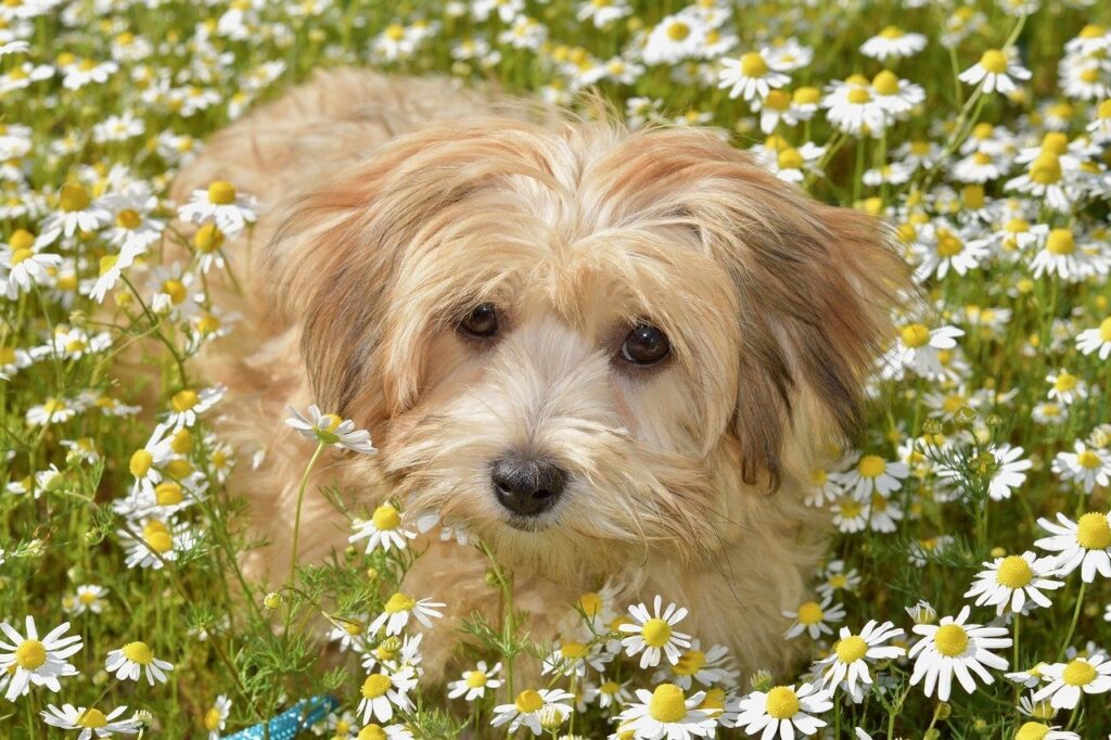 Havanese in a bed of poppies