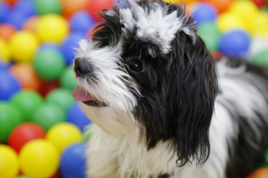 A cute looking Shih Tzu