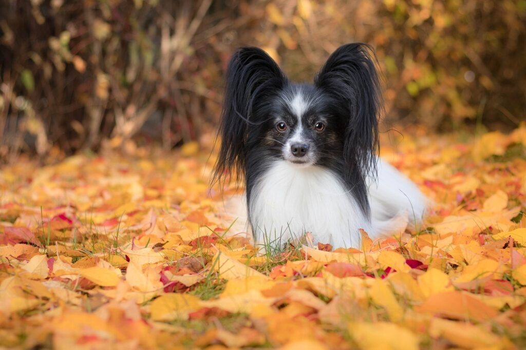 Papillon in a sea of leaves