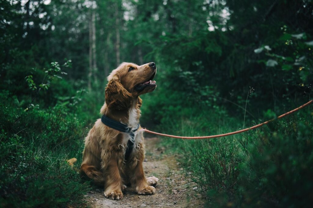 Golden Retriever on leash