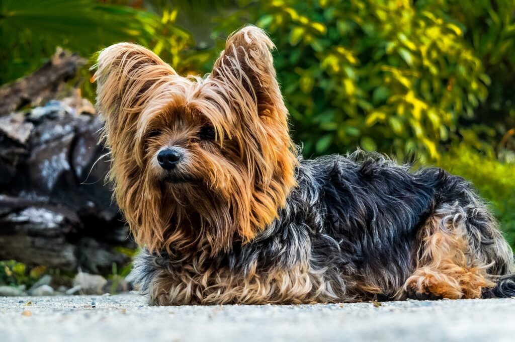 Yorkshire Terrier outdoors