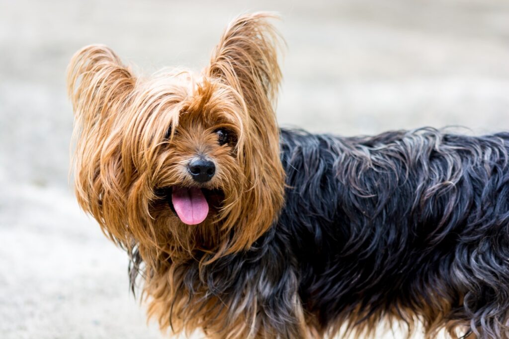 Yorkshire Terrier with a funny look