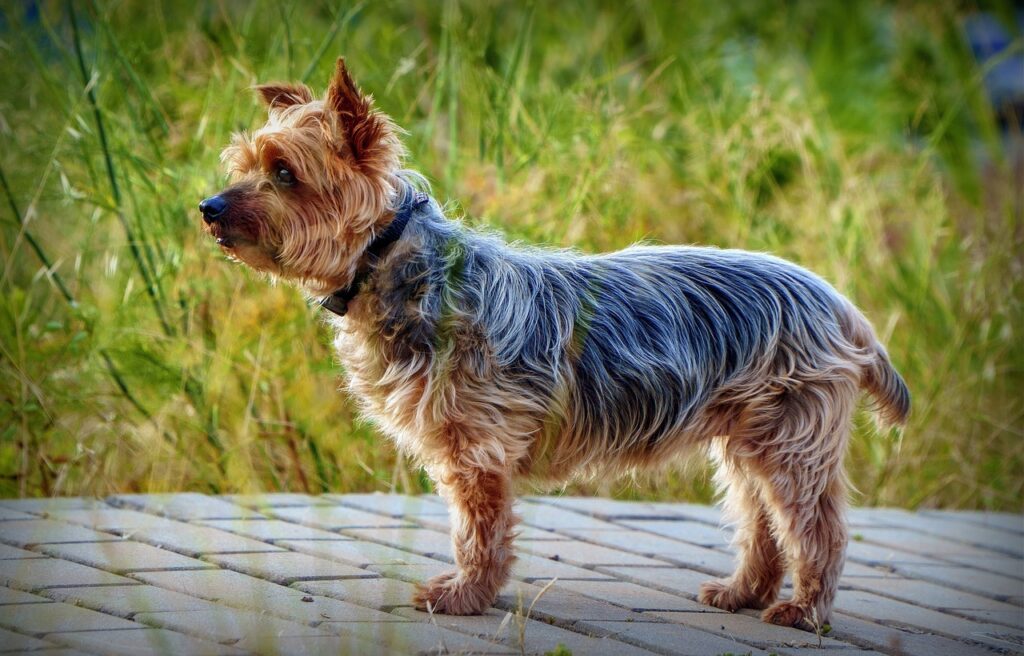 Yorkshire Terrier in the yard