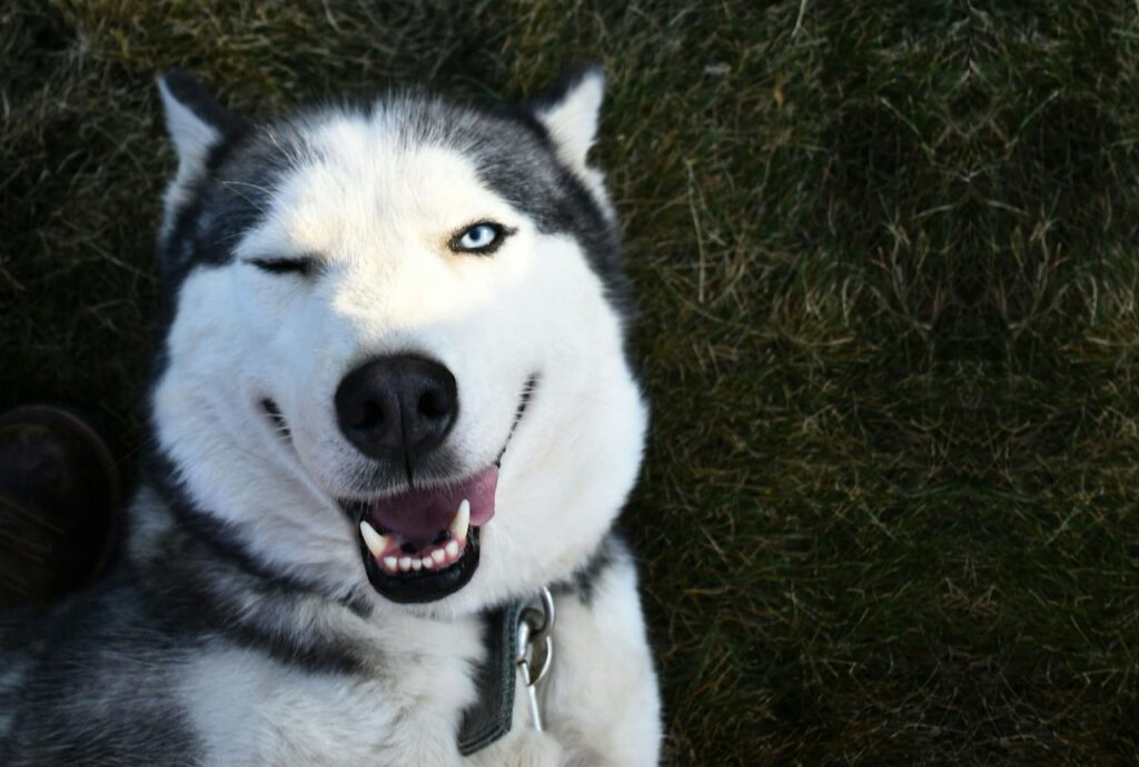 A smiling husky