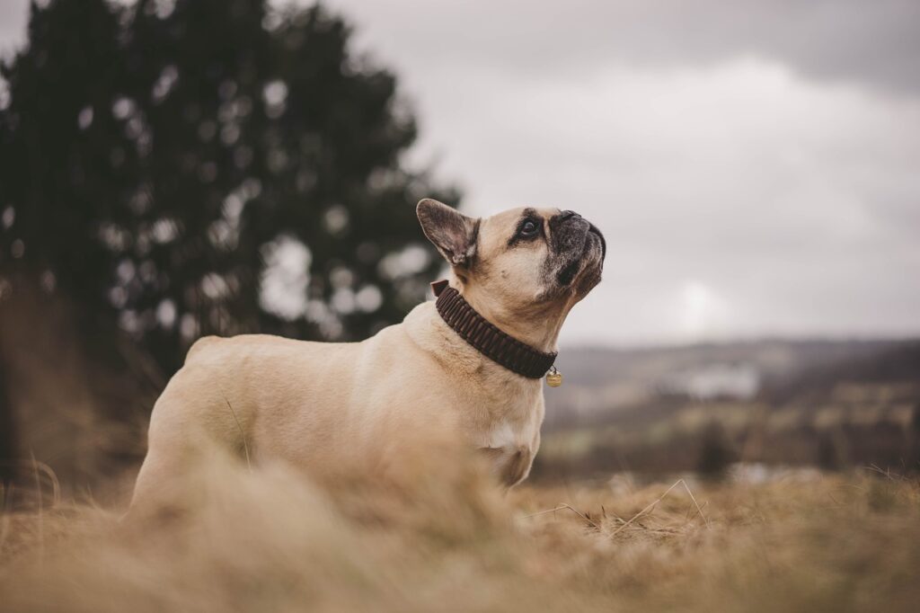French Bulldog staring the heavens