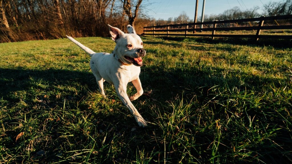 American Bulldog enjoying the sun