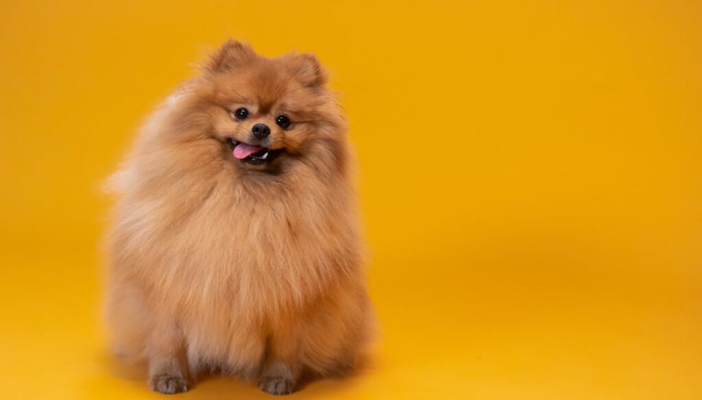 Pomeranian with yellow background