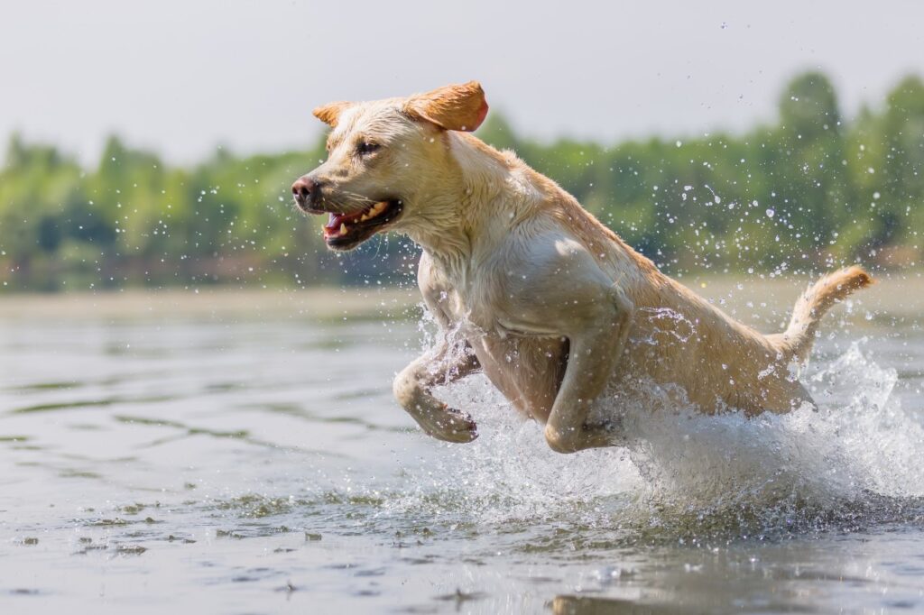 Labrador in water