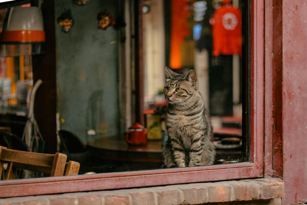 Cat staring from a cafe
