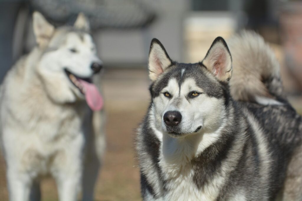 Pair of Wolf-like dogs