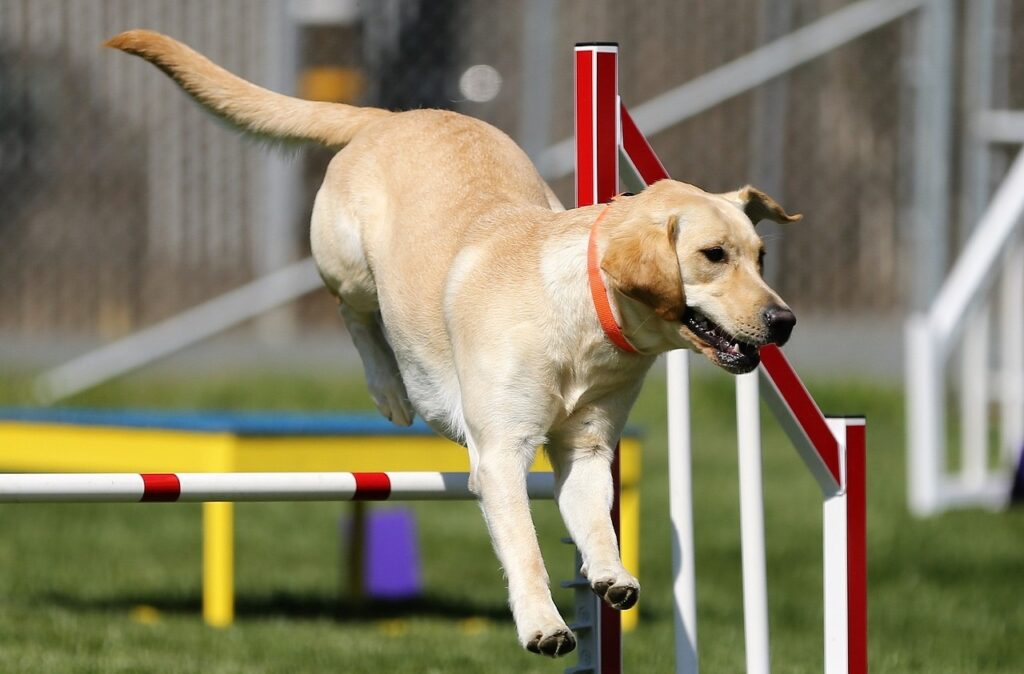 Labrador retriever jumping a hurdle