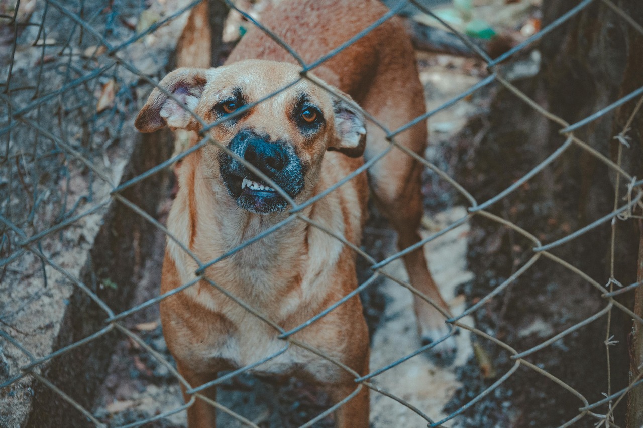Dog angry