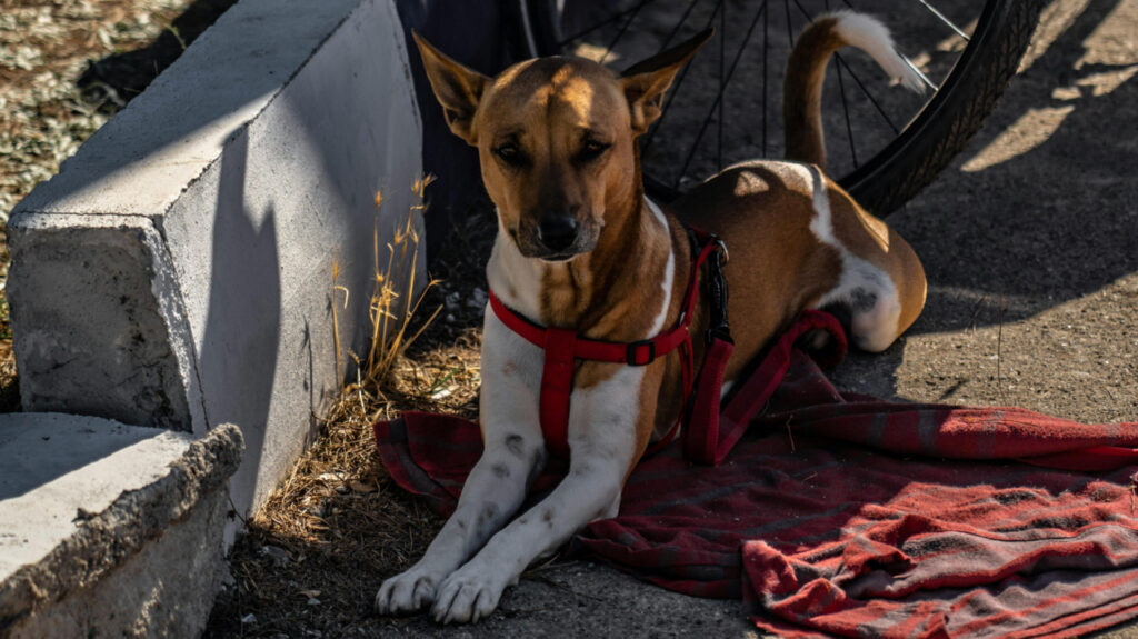 Telomian next to a sidewalk