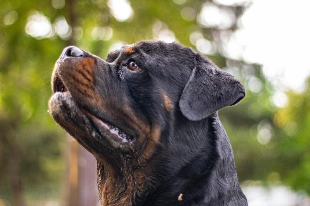 Close up of a Rottweiler