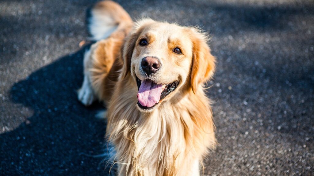 Golden Retriever happy