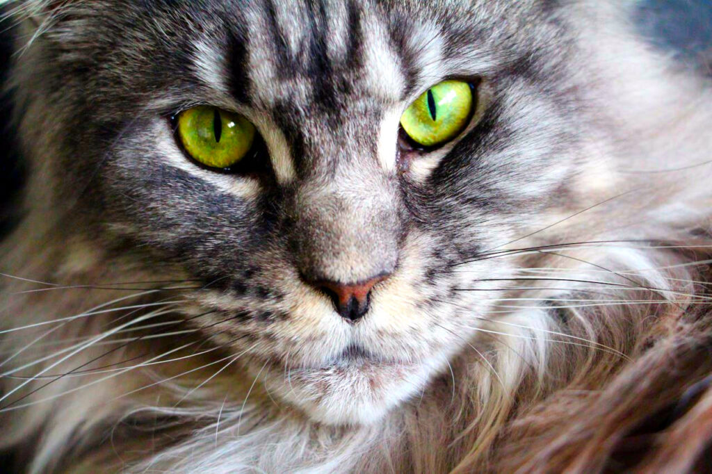 Closeup of Maine Coon