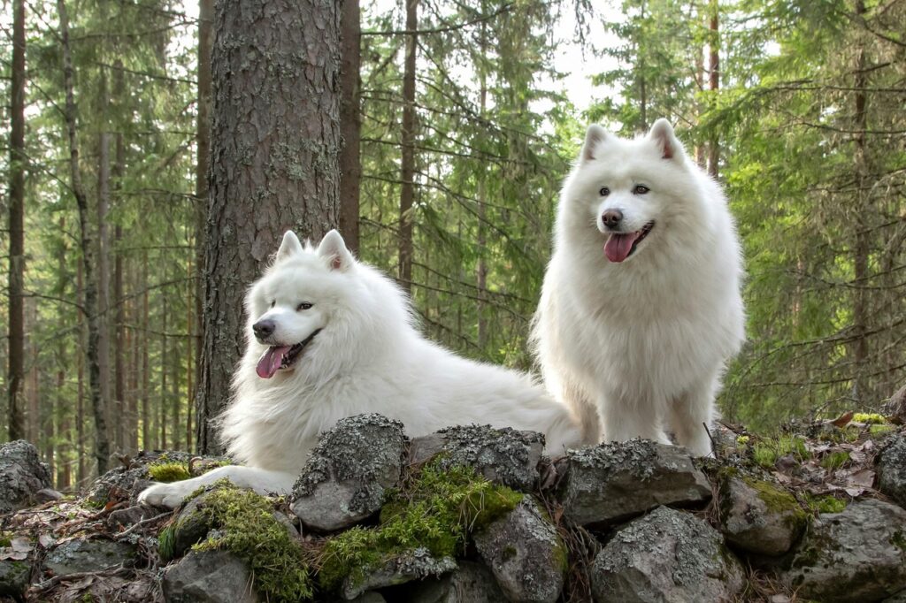 Pair of Samoyed