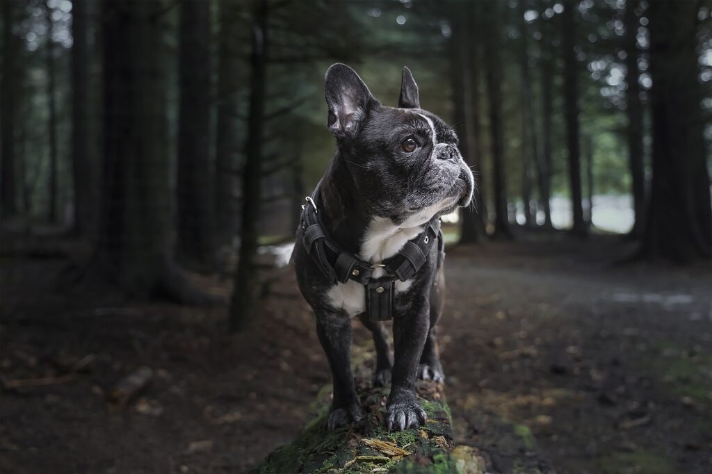 French Bulldog in the woods