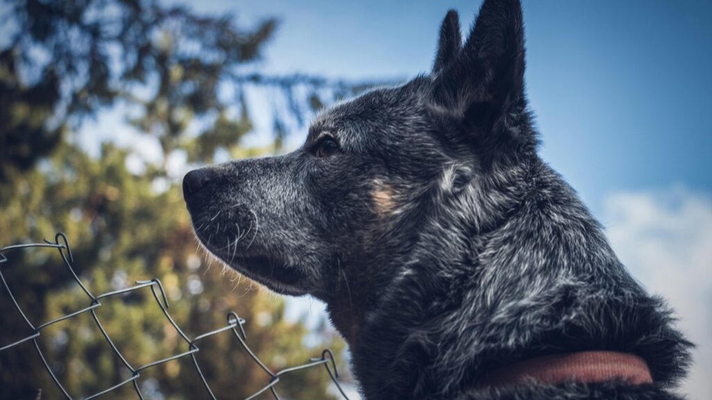 Dog scouring the sky