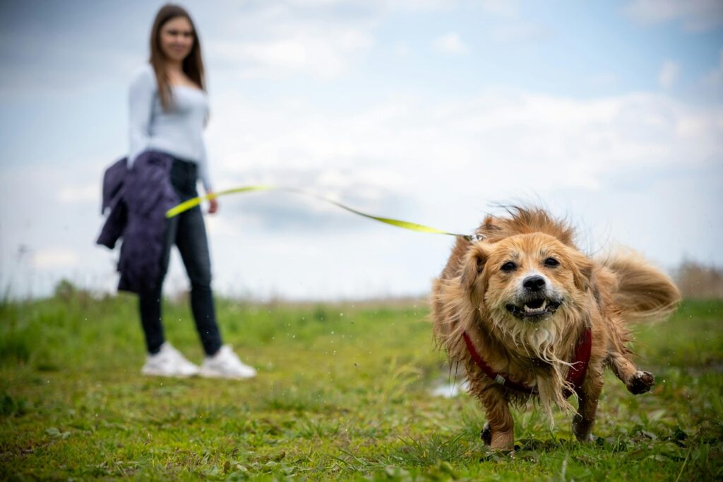 Golden Retriever sprinting while on leash