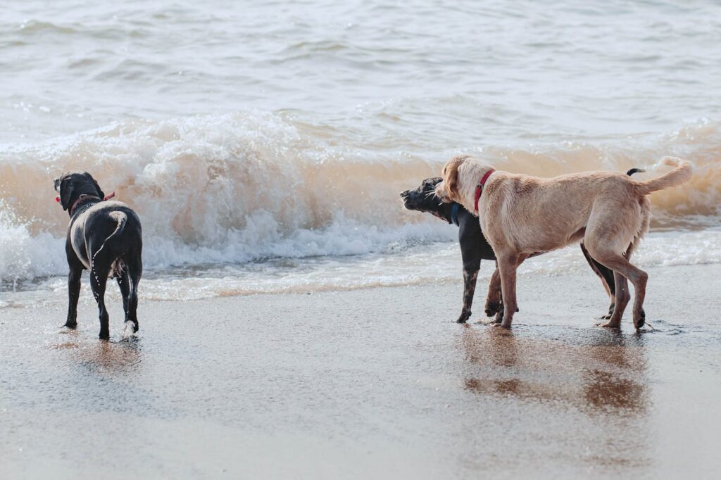 Labrador retriever playing on beach with other pets