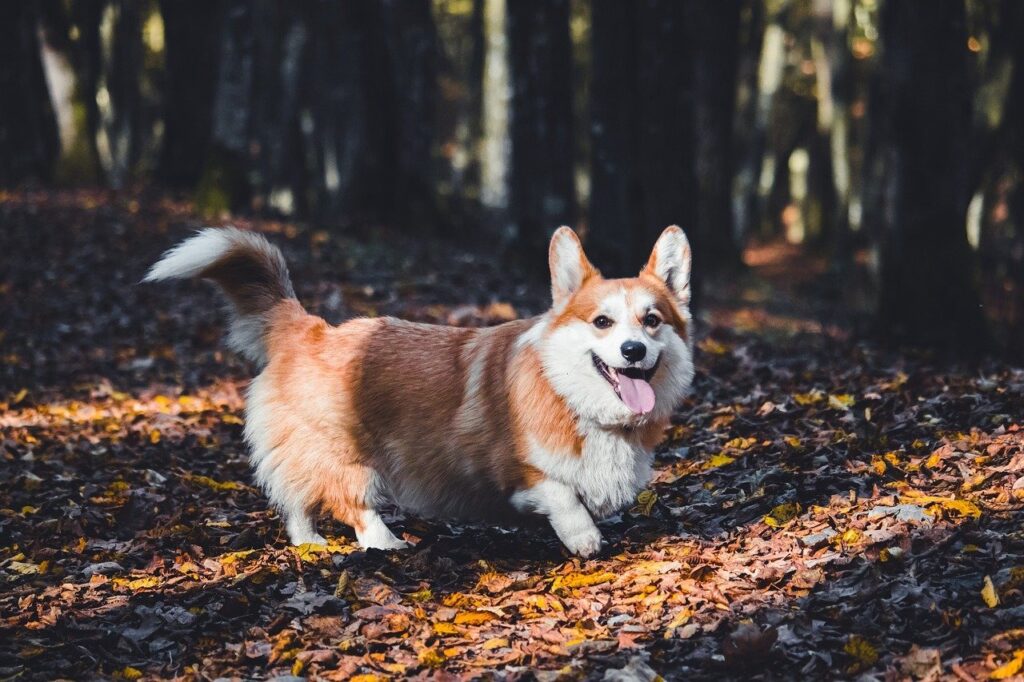 Corgi in the wild