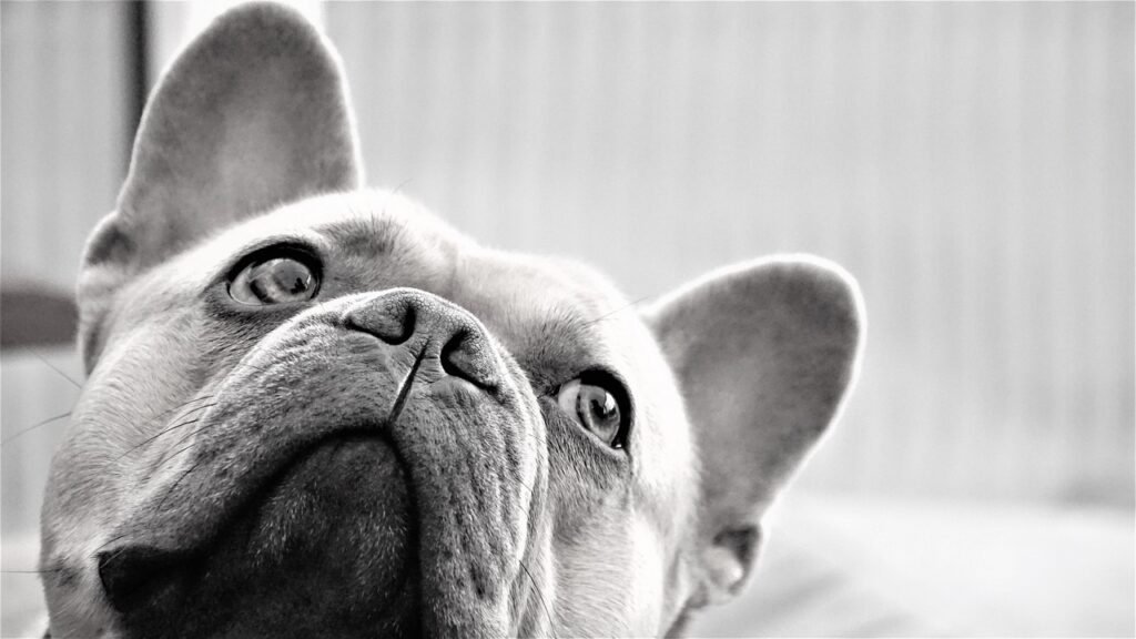 French Bulldog attentive