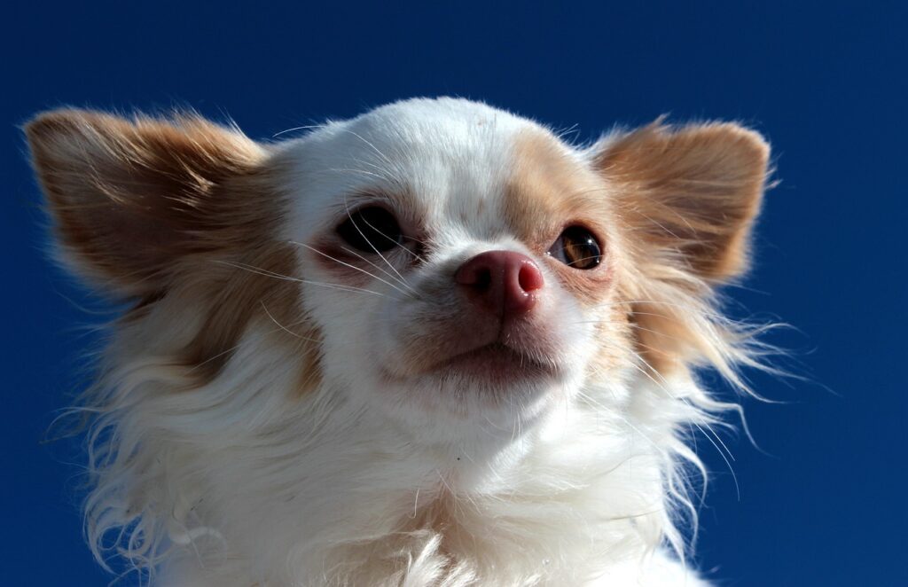 Chihuahua in the day