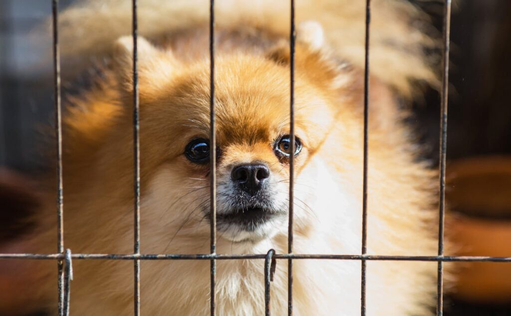 Pomeranian guarding a gate