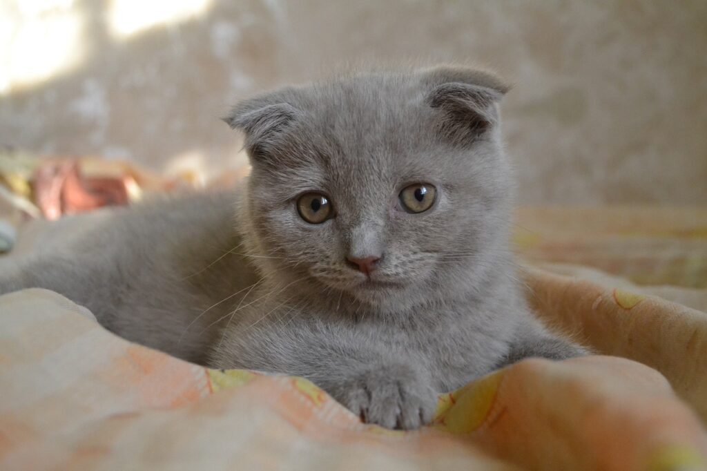Scottish Fold resting