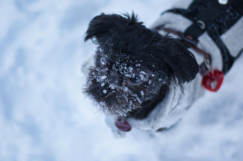 Affenpinscher in snow