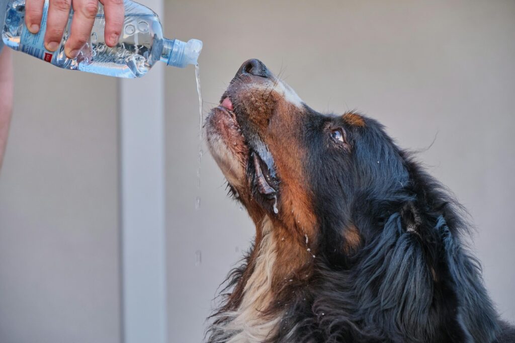 Dog drinking from a Water bottle
