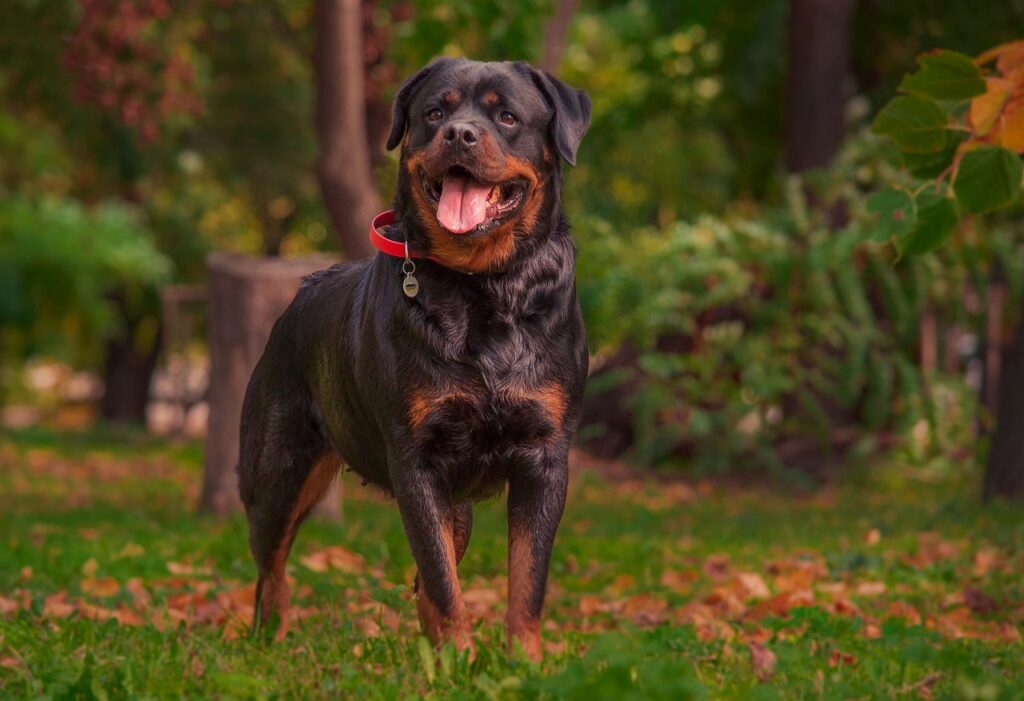 Rottweiler in a park