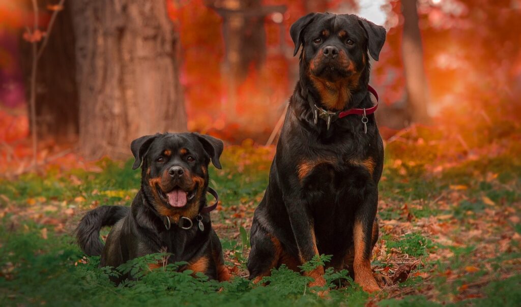 Rottweiler next to a pup