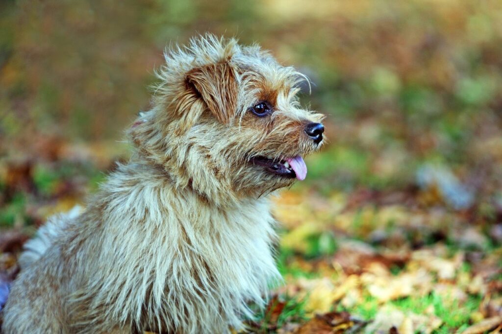 Norfolk Terrier in the wild