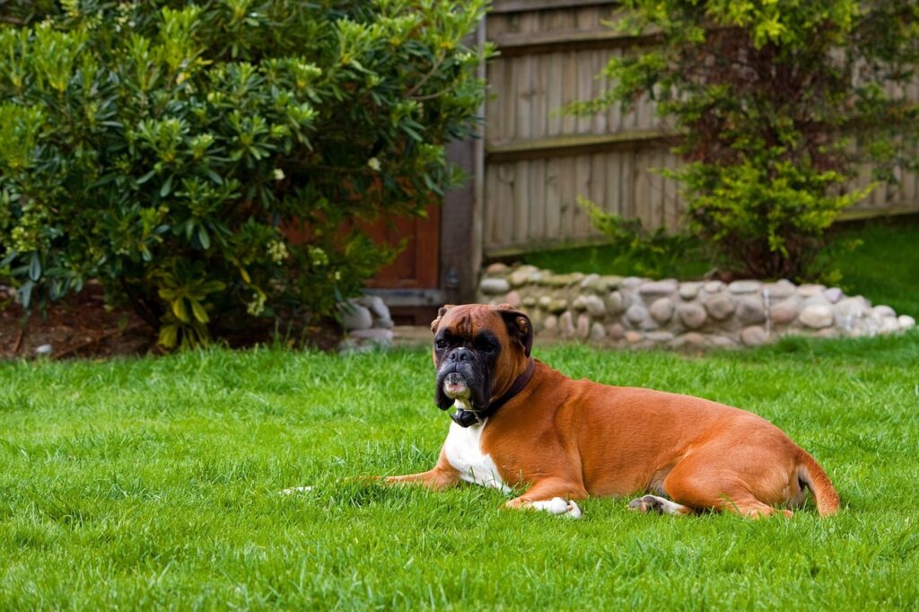Boxer in a backyard