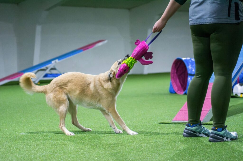 Dog playing with tug toy