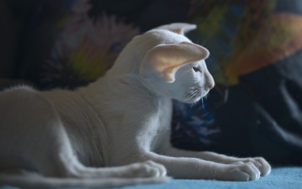 Oriental Shorthair