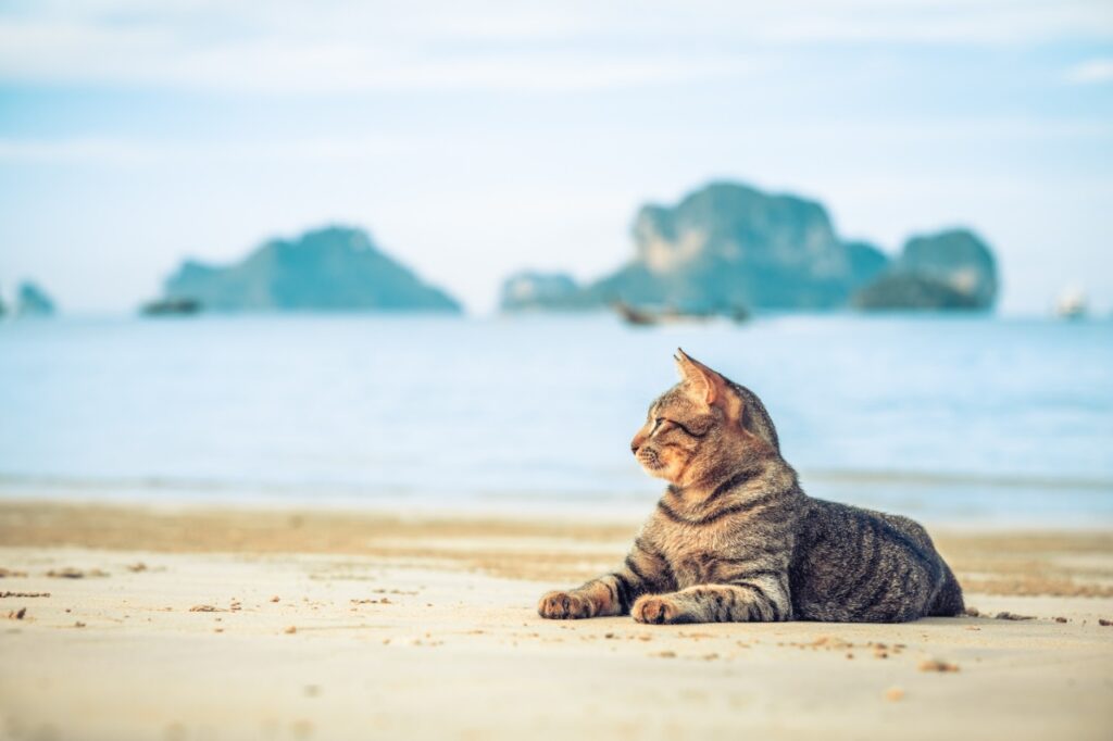 cute cat relaxing on a beach