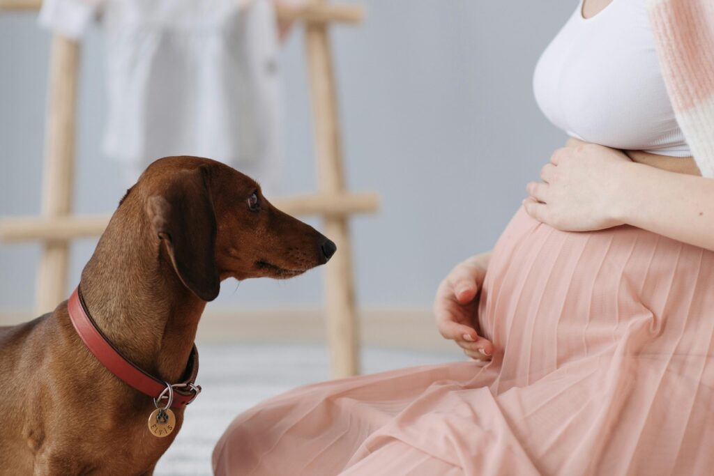 Dog next to pregnant lady