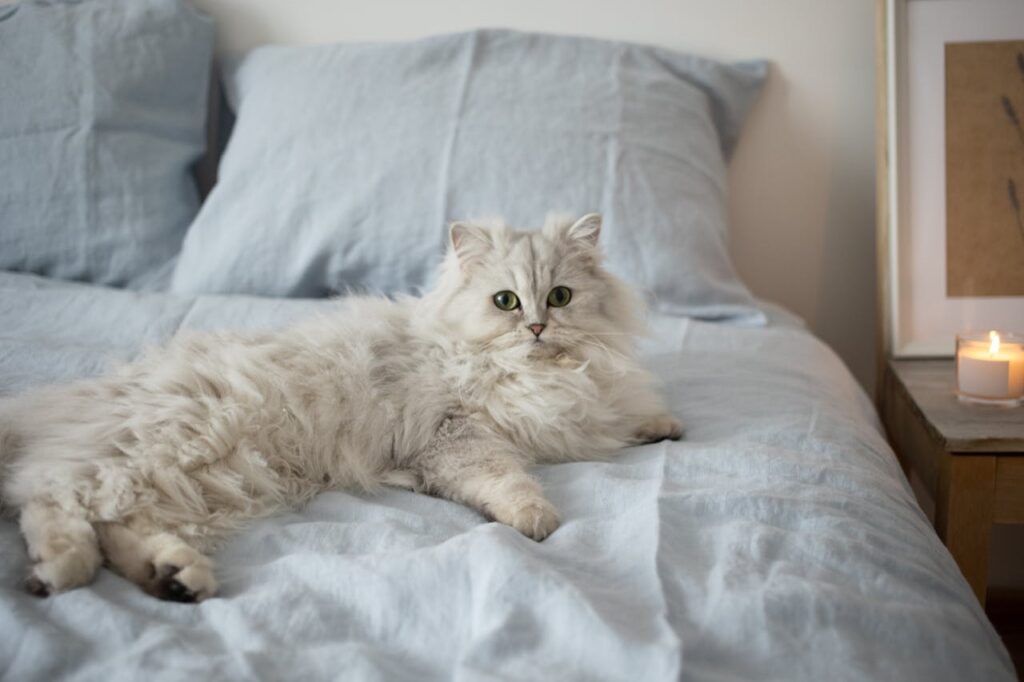 A Persian Cat lying in bed