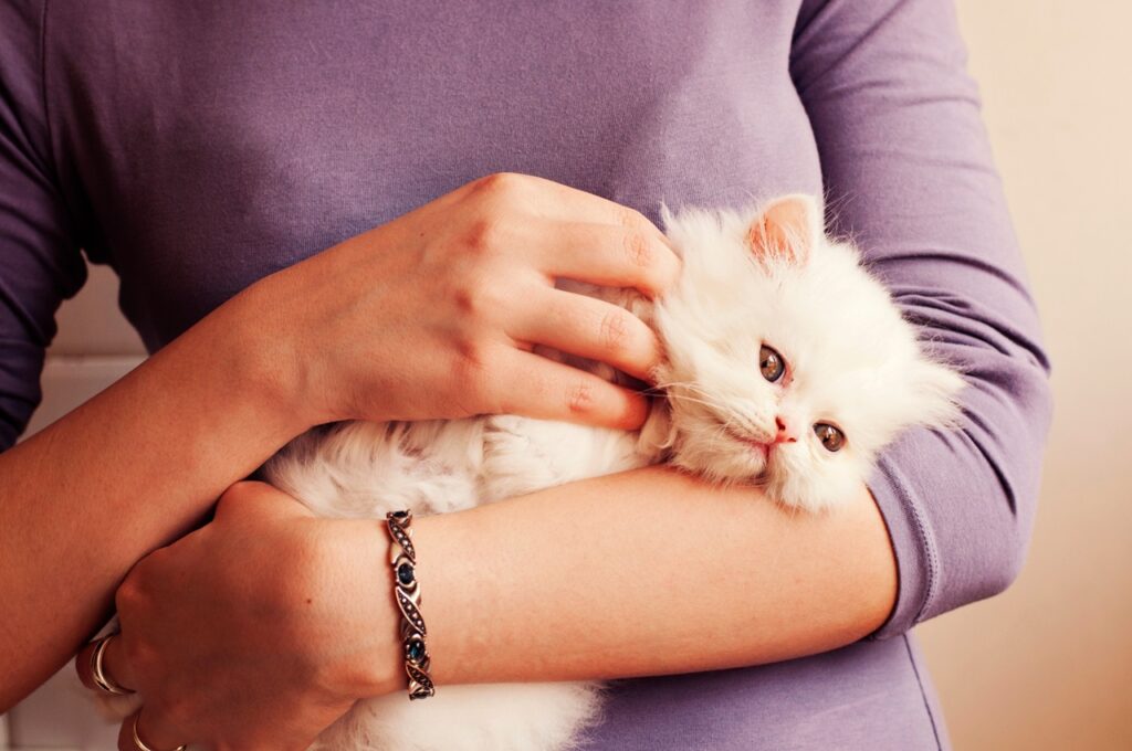 Persian cat in lap