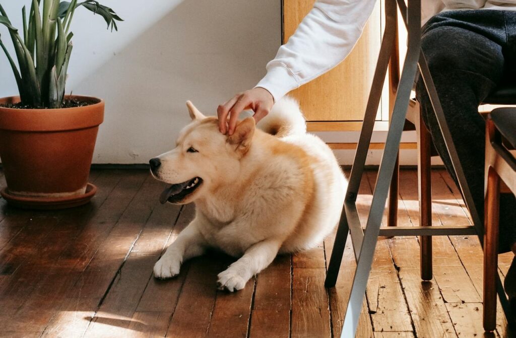 Petting an Akita