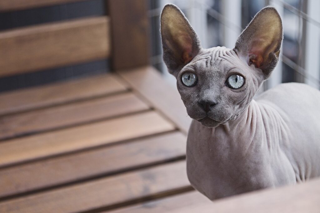 Sphynx curious